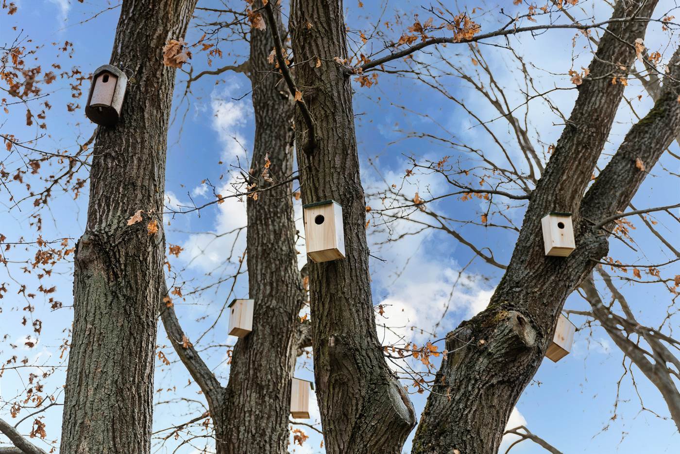 Nest boxes