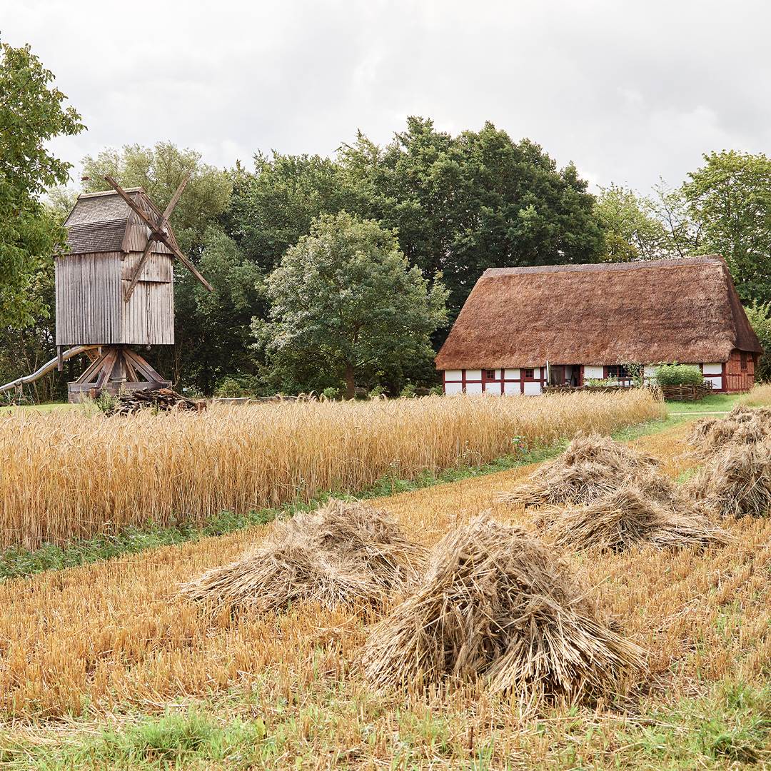 En historisk mølle og lade på frilandsmuseet Molfsee